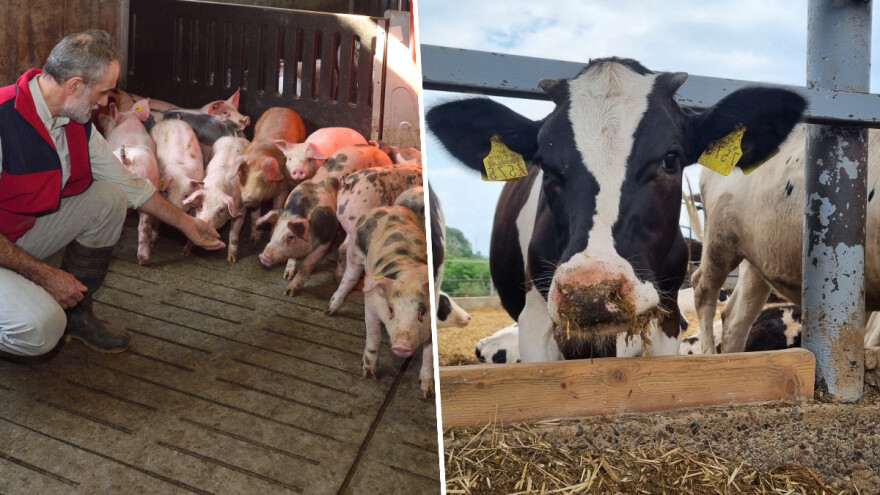 Svi troškovi rasli, što je s cijenama svinja i bikova?