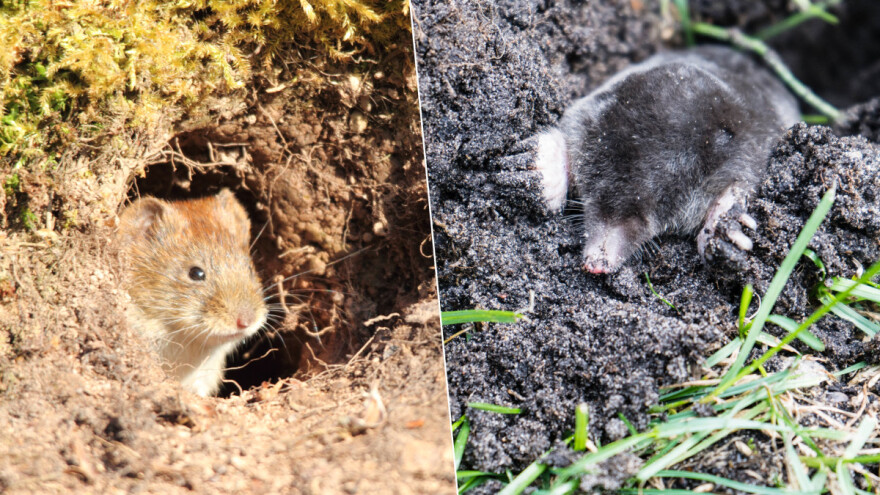 Krtičnjake prave i voluharice - kako ih razlikovati od krtica?
