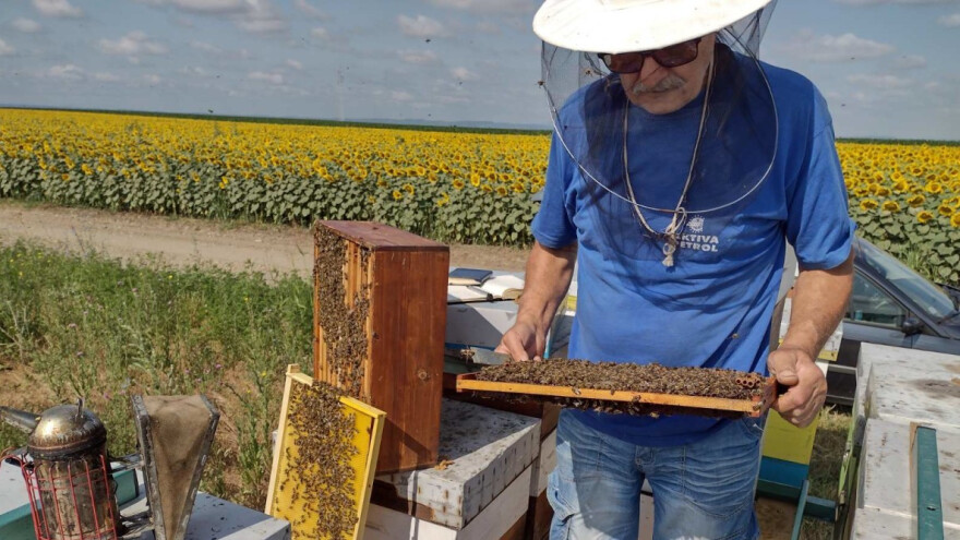 Rano cvetanje i kasni mraz mogu biti pogubni za pčelarsku godinu
