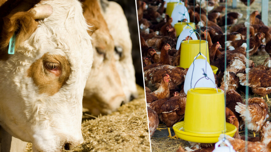 Svaki Evropljanin pojede 55 kg soje godišnje kroz životinjske proizvode