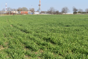 Aktualna suša i stanje ozimih usjeva - kako prihraniti iscrpljene biljke?