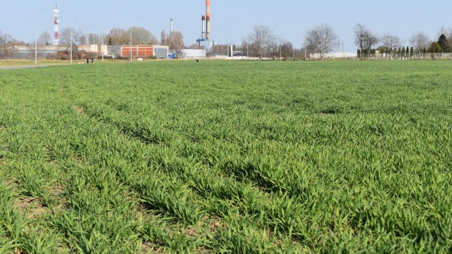 Aktualna suša i stanje ozimih usjeva - kako prihraniti iscrpljene biljke?