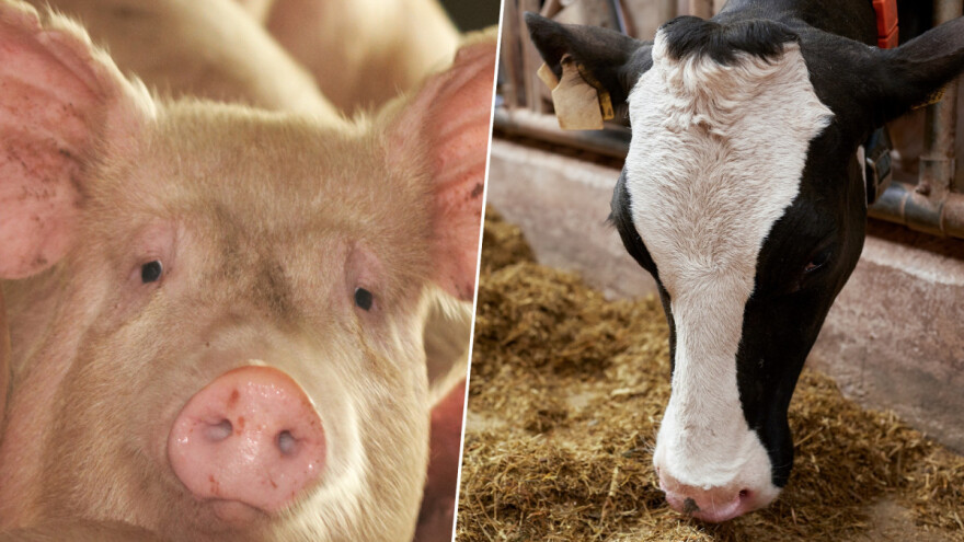 Pred kolapsom britansko stočarstvo?