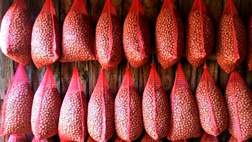 Potrebno njih šestoro za uzgoj lešnika na devet hektara