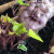 Batat iz rasada - sadnja na otvorenom polovinom maja