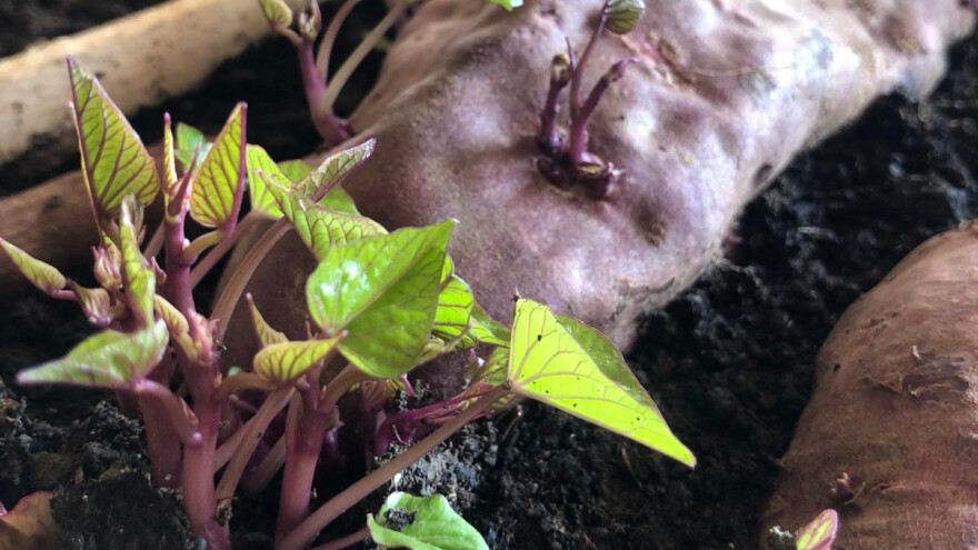 Batat iz rasada - sadnja na otvorenom polovinom maja