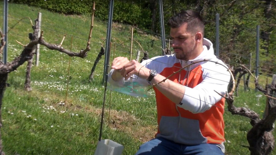 Kada broj moljaca u feromonskim kućicama premaši 70 - vrijeme je za tretiranje vinograda