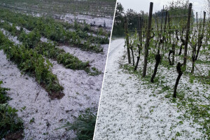 Za obnovu poljoprivrednog potencijala zbog nepogoda 20 milijuna kuna