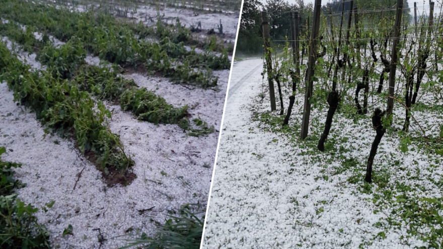 Za obnovu poljoprivrednog potencijala zbog nepogoda 20 milijuna kuna