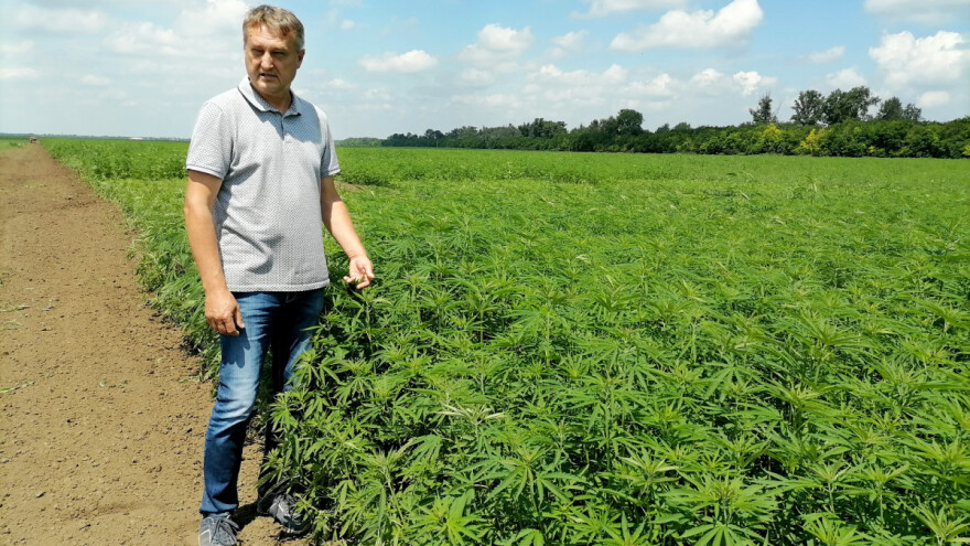 Industrijska konoplja: Srpska regulativa u suprotnosti sa svetskom?