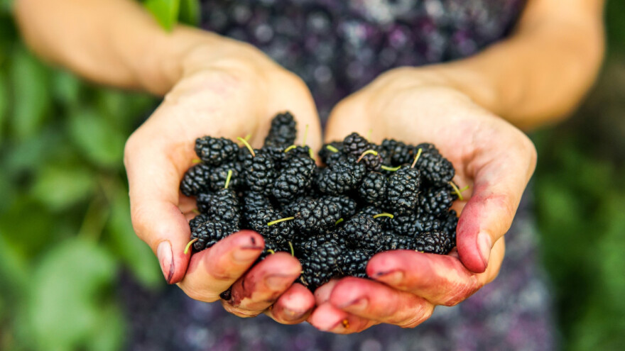 Šta se sprema od crnog duda, lista smokve i latica ruže?