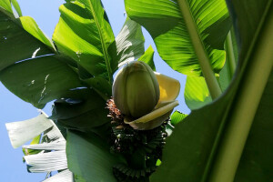 Banana u Šumadiji - plodonosi, ali i medi?