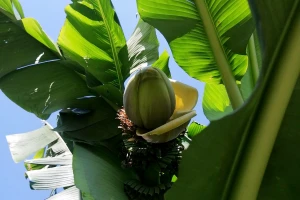 Banana u Šumadiji - plodonosi, ali i medi?