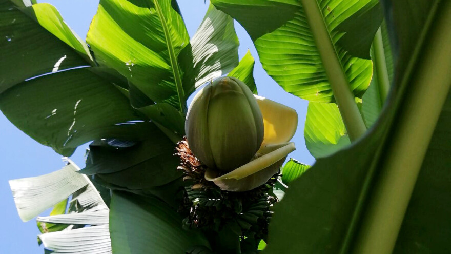 Banana u Šumadiji - plodonosi, ali i medi?