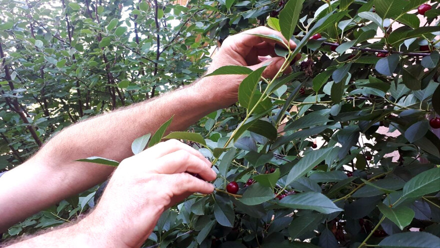 Otkupna cena višanja ponovo zadaje glavobolju voćarima