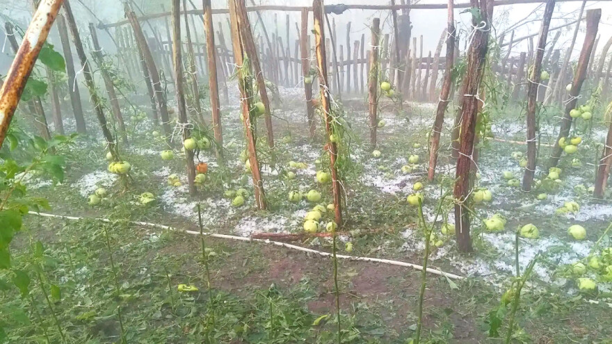 Grad u šumadijskim selima ostavio pustoš: "Pobran" kukuruz, plastenici pokidani