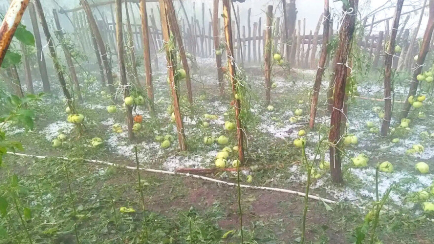 Grad u šumadijskim selima ostavio pustoš: "Pobran" kukuruz, plastenici pokidani