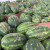 Započela nikad ranija berba lubenica - u dolini Neretve očekuju 15.000 tona
