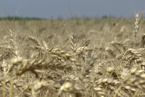 Prepolovljen rod žita, a niža cena - zakon ekonomije koji ovde ne važi?