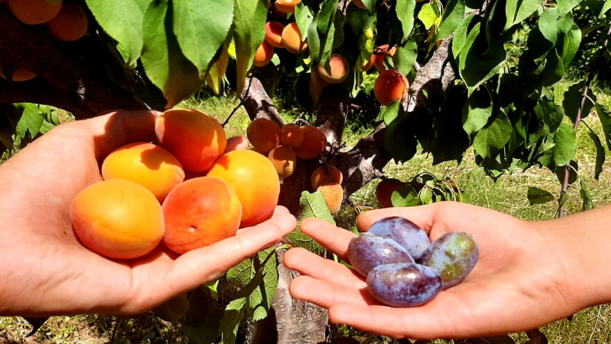 Na istom stablu rodila i šljiva i kajsija - kako je to moguće?