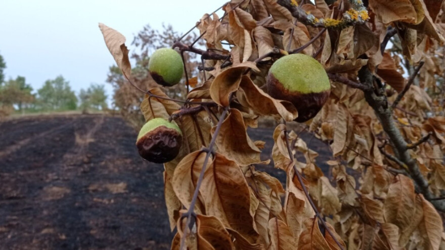 Zasad oraha i lešnika potpuno izgoreo zbog tuđe nepažnje