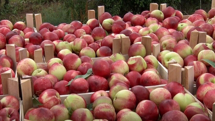 Proizvodnja nektarina na klackalici: Sve zavisi od Evrope i Rusije?