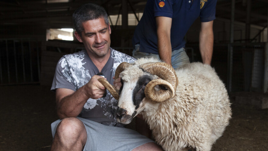 Opstanak stočara u Zagori koči minsko polje birokracije