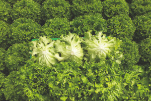 Priprema za zimski uzgoj salate - koje sorte odabrati?