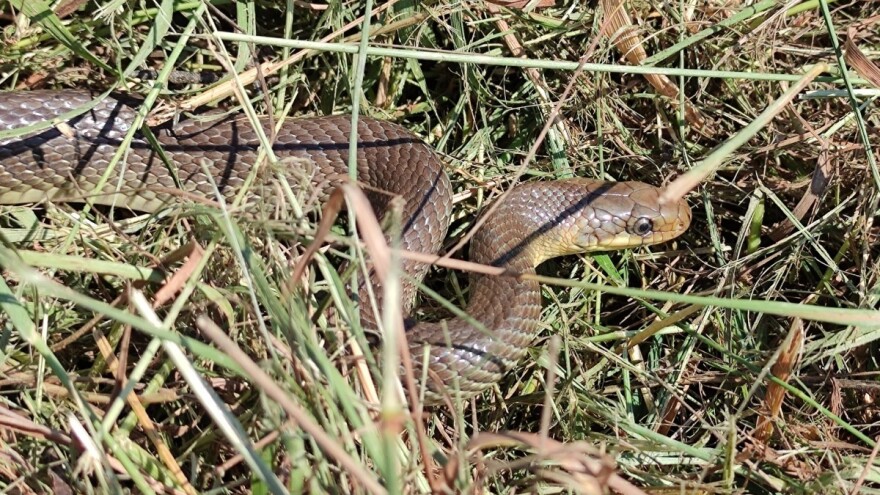 Zmija bjelica - iako česta i ona je ugrožena