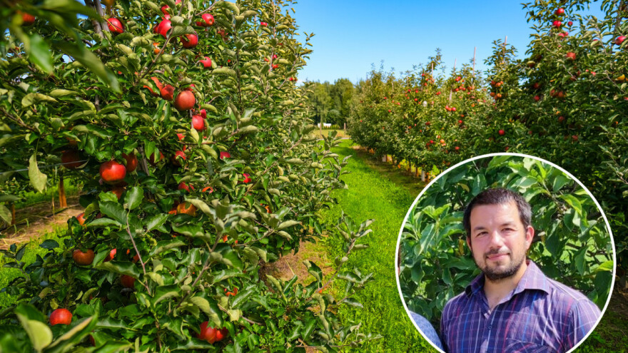 Goran Fruk: Preporuka voćarstvu su bujnije podloge