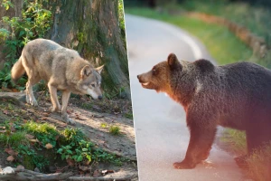 Grabljivice u evropskim šumama: Vukovi ubili konja, medvedi napadaju i ljude?