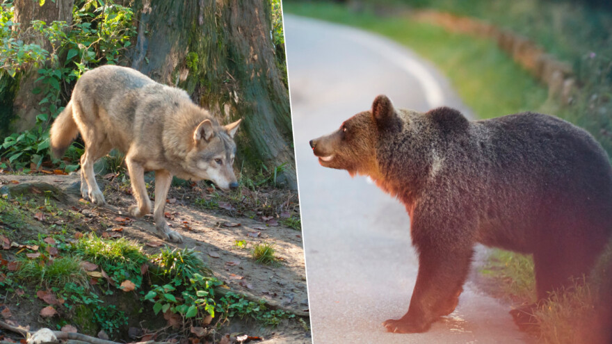 Grabljivice u evropskim šumama: Vukovi ubili konja, medvedi napadaju i ljude?