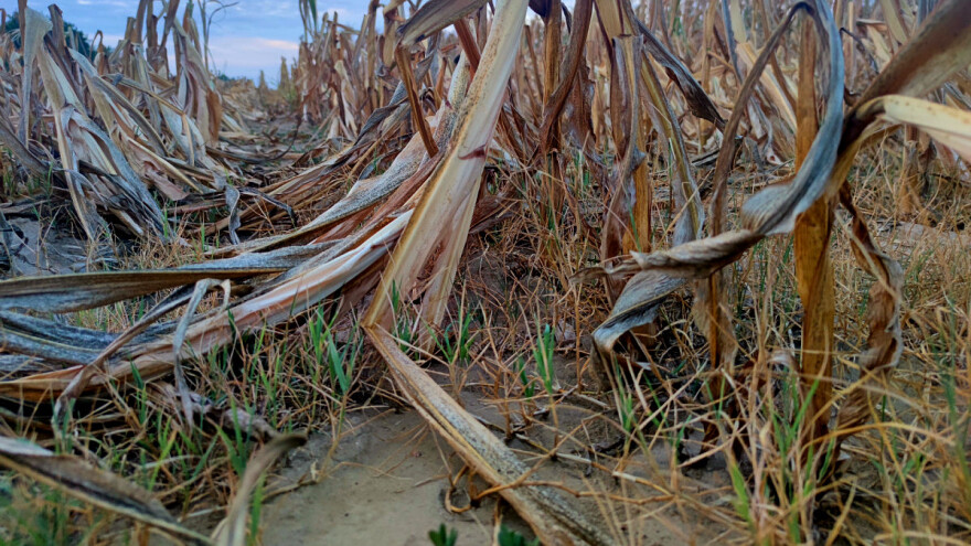 RHMZ: Treće najtoplije leto u Srbiji od 1951. godine