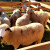 Koje su tačke spoticanja srpskog ovčarstva?