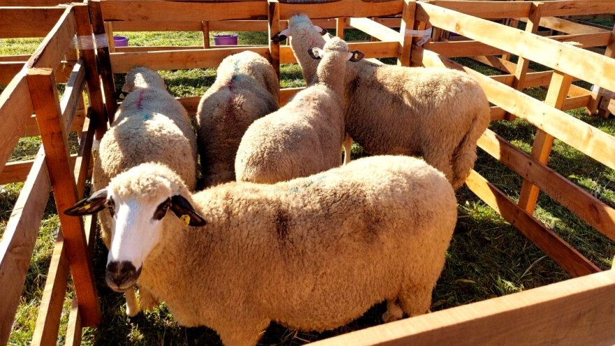 Koje su tačke spoticanja srpskog ovčarstva?