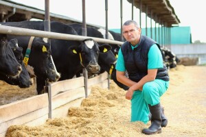 Kako je slavonska farma uspjela uzgojiti vrhunsko stado mliječnih krava?