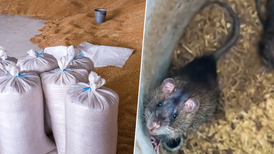 Štakori u skladištima: Začepite rupe, koristite različite mamce