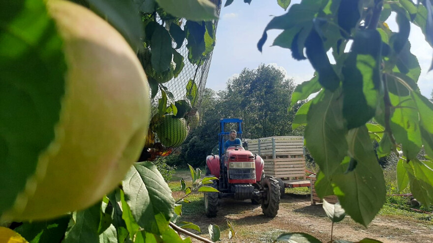 Ima li jabuka budućnost u Srbiji?