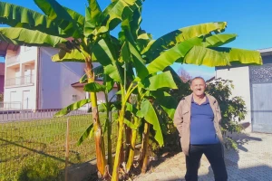 Banana procvjetala u Sanskom Mostu i nije jedina egzotična vrsta