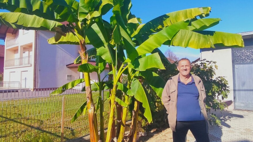 Banana procvjetala u Sanskom Mostu i nije jedina egzotična vrsta