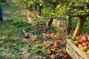 OPG Dorotić otvorio vrata voćnjaka i pozvao u berbu jabuka: Dođi, biraj, beri, plati i nosi!