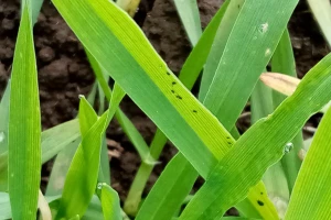 Biljne bolesti i insekti na jesenjim usevima, ali nema glodara?