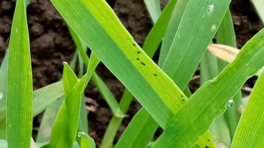 Biljne bolesti i insekti na jesenjim usevima, ali nema glodara?