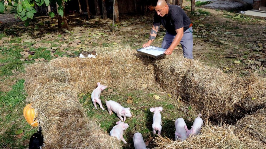 Britanci spasili 7 prasića iz Srbije - landras će dočekati starost!
