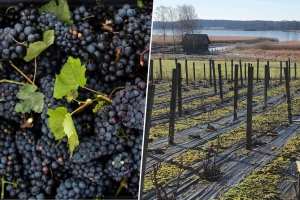 Rastu površine pod vinogradima u Švedskoj