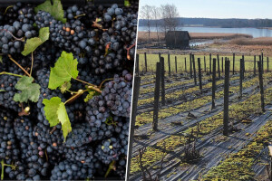 Rastu površine pod vinogradima u Švedskoj