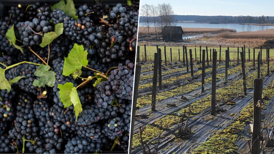 Rastu površine pod vinogradima u Švedskoj