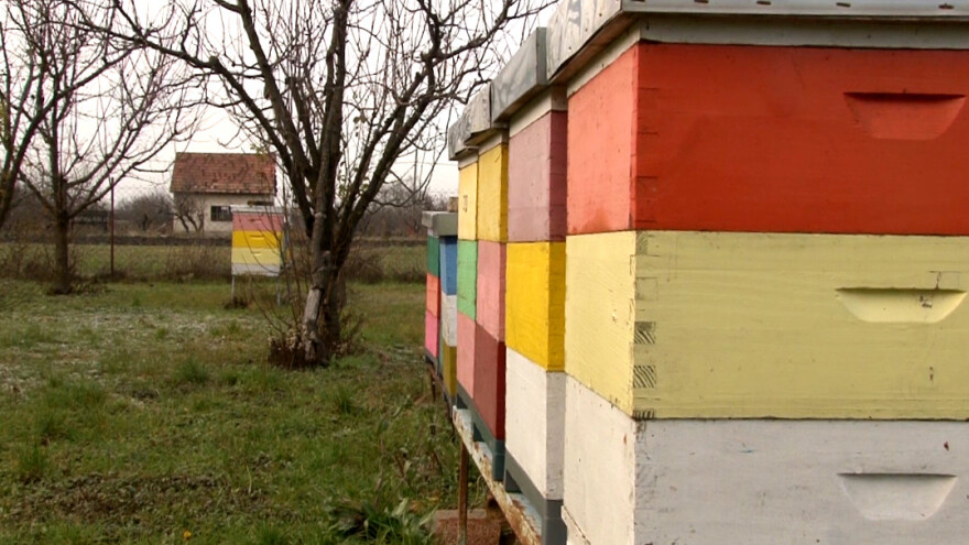 Nedovoljno rastojanje između košnica dovodi do širenja američke truleži?