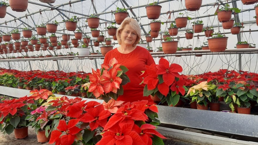 Božićna zvezda i ciklama: Koja traži veću negu, a koja izdržava i niske temperature?