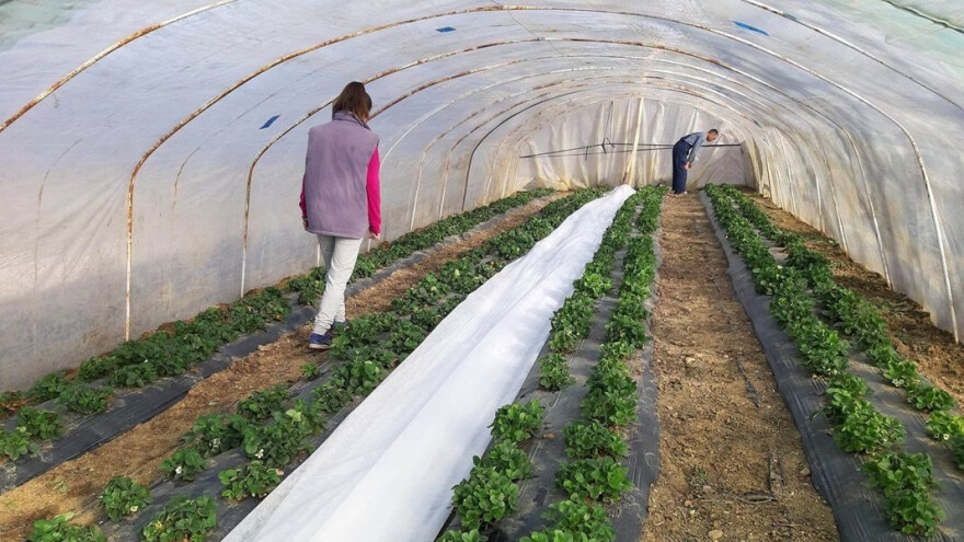 Ko proizvodi "najslađe jagode" u vranjskom kraju?